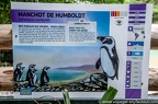 Baie des manchots