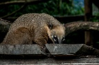 Coati Roux (18 sur 27)