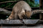 Coati Roux (21 sur 27)