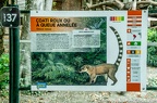 Coatis