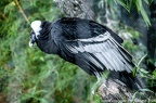 Condors des Andes
