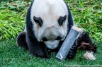 Enclos exterieurs des Pandas Geants (74 sur 135)