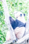 Enclos exterieurs des Pandas Geants (88 sur 135)