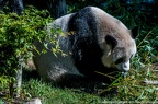Enclos exterieurs des Pandas Geants (130 sur 135)