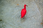 Ibis Rouge
