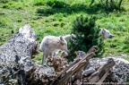 Loups (14 sur 30)
