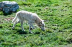 Loups (17 sur 30)