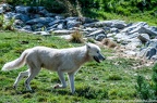 Loups (20 sur 30)