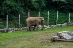 Elephants (3 sur 41)