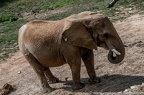 Elephants (23 sur 41)