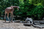 Girafes (36 sur 44)