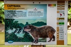 Capybara