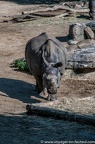 Rhinoceros Indiens (14 sur 20)