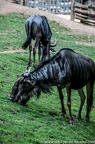 Savane (5 sur 27)