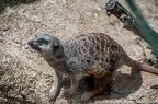 Suricates (2 sur 14)