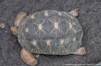 Tortue Boite commune (2 sur 2)