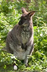 Wallaby (7 sur 8)