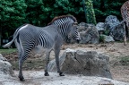 Zebre (1 sur 18)